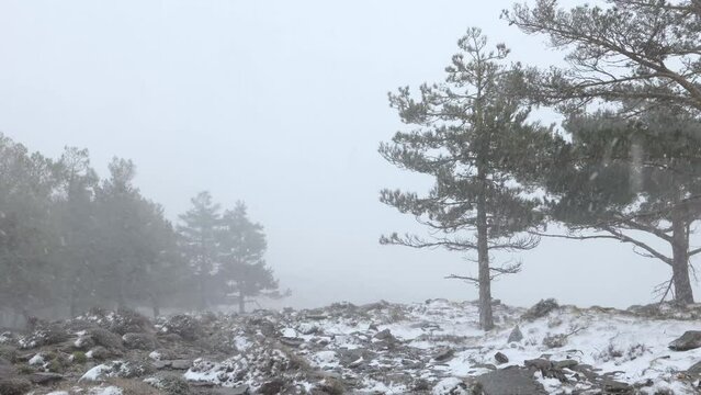 Ventisca en un bosque de alta monta&ntilde;a. Sierra de los Filabres, Almer&iacute;a