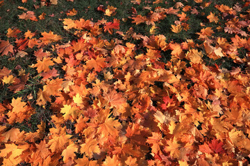 Autumn. Multicolored maple leaves lie on the grass. - 773161592