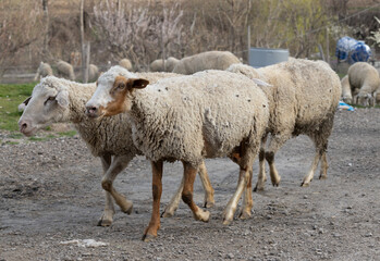 sheep, animal, lamb, farm, wool, shepherd, sheepdog
