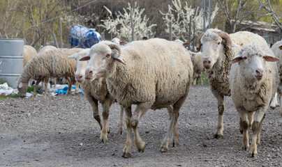 Obraz na płótnie Canvas sheep, animal, lamb, farm, wool, shepherd, sheepdog