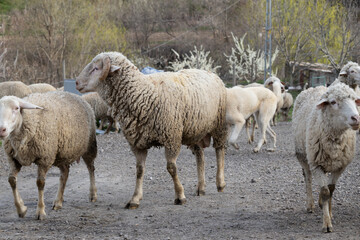 Obraz premium sheep, animal, lamb, farm, wool, shepherd, sheepdog
