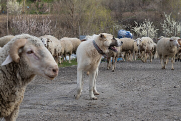 Naklejka na ściany i meble sheep, animal, lamb, farm, wool, shepherd, sheepdog