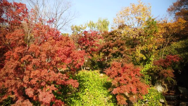 Colorful trees during autumn in South Korea. Colors of autumn. Yellow, red, orange, green autumn colors of trees with clear blue sky. High quality 4k footage