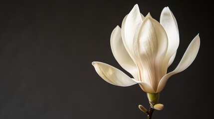   A close-up of a white flower against a black background