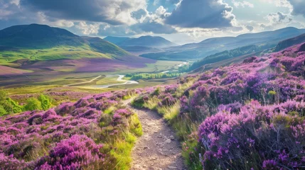 Muurstickers Colorful landscape scenery with a footpath through the hill slope covered by violet heather flowers and green valley, river, mountains and cloudy blue sky on background. Pentland hills, Scotland © Nicat