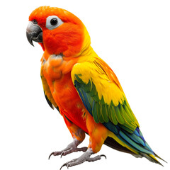 Free flying parrot isolated on white
