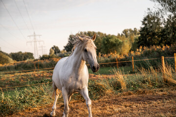 Obraz na płótnie Canvas Beautiful horse white grey p.r.e. Andalusian in paddock paradise 