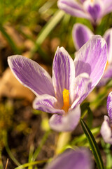 Purple spring crocuses with yellow centers blooming in garden