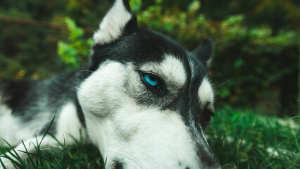 Closeup shot of details on a beautiful husky with blue eyes