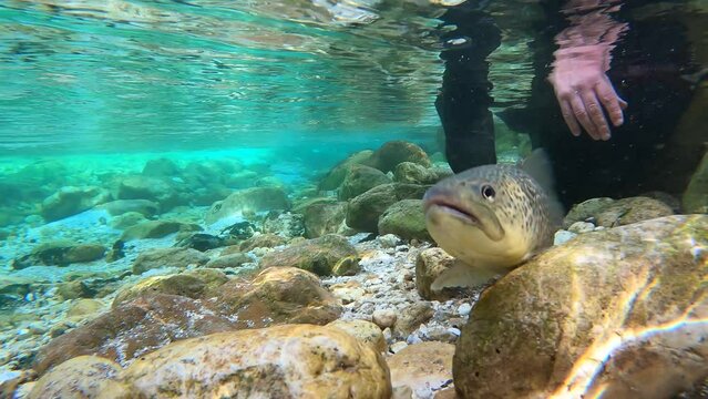 Footage of a marble trout being released into the crystal clear waters of the River Soca