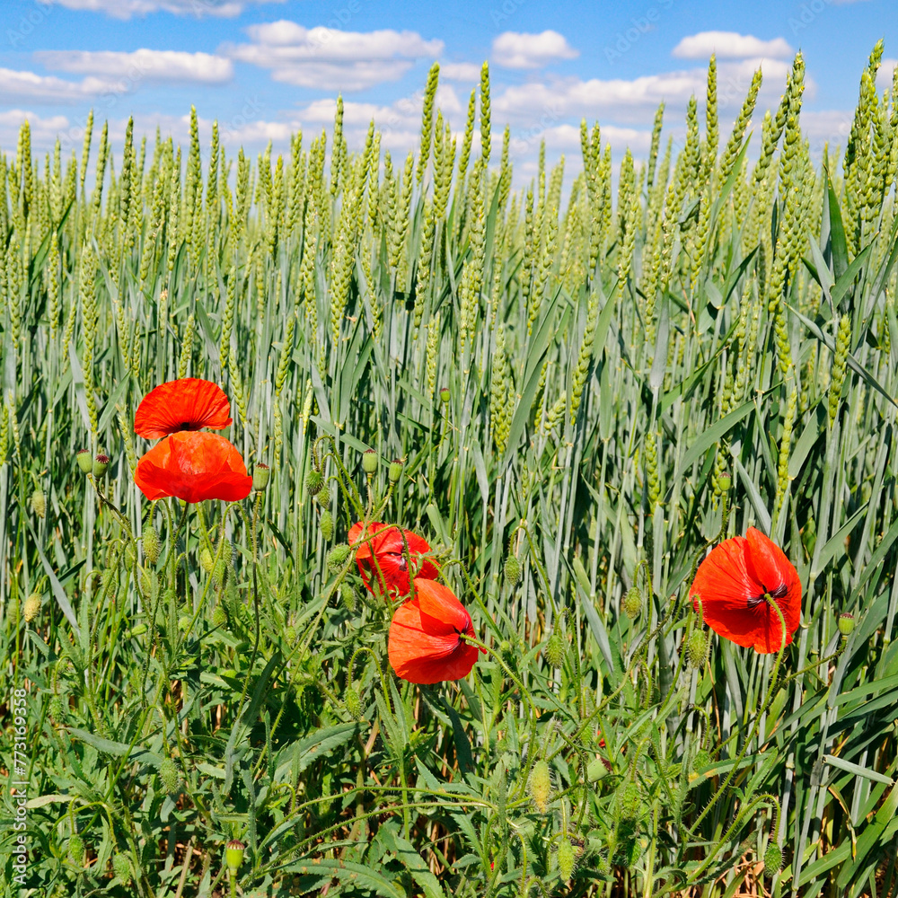 Wall mural A green wheat field, a blue sky and scarlet poppy flowers in the forefront.