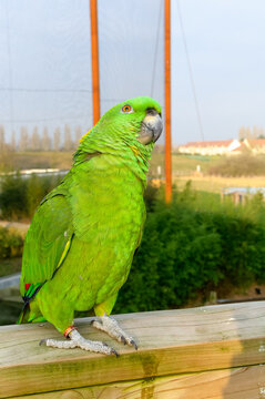 Gros plan d'un perroquet amazone &agrave; nuque d'or perch&eacute; sur une rambarde