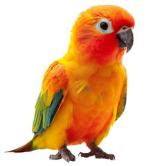 Free flying parrot isolated on white
