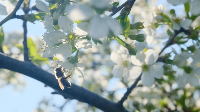 Honey Bee Pollinating Cherry Flowers on Tree in Spring Blossom. The process of pollination of trees by bees.