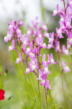 Detail Linaria maroccana pink and violets in full bloom with a green natural background