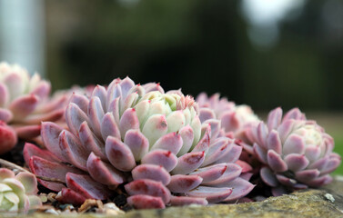Side view of an Echeveria plant growing in a pot, Derbyshire England
