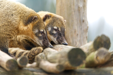 Deux petits ours lémuriens Coati roux se font un câlin