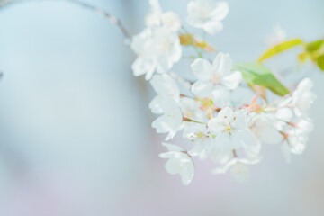 公園に咲く美しい桜の花