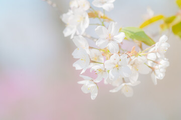 公園に咲く美しい桜の花