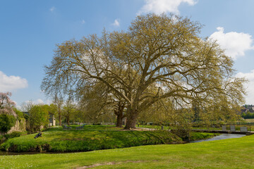 Fototapeta na wymiar Deux gigantesques platanes centenaires dans un parc de l'Aigle dans l'Orne