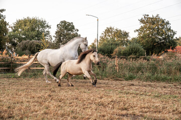 Beautiful horse white grey p.r.e. Andalusian in paddock paradise two one big and one small cute buckskin