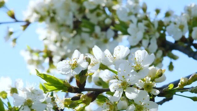 Honey Bee Pollinating Cherry Flowers on Tree in Spring Blossom. The process of pollination of trees by bees.