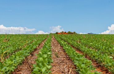 rows of soybean plants