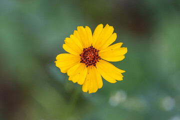 Stiff greenthread, Thelesperma perennial flower closeup with blurred background for spring season concept, by copy space.