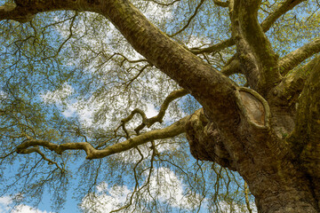 Cime et branches d'un gigantesque platane