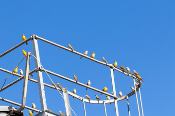 Various birds perched under the blue sky