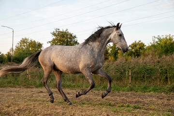Fototapeta premium Beautiful horse white grey p.r.e. Andalusian in paddock paradise 
