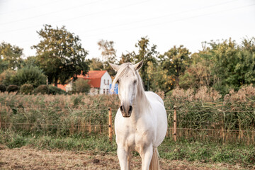 Beautiful horse white grey p.r.e. Andalusian in paddock paradise 