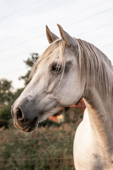Obraz premium Beautiful horse white grey p.r.e. Andalusian in paddock paradise portrait