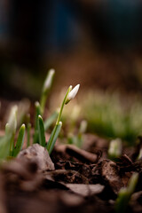 spring snowdrop flower