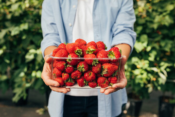 Close-up of hands unrecognizable female holding a box with fresh strawberries. Cropped shot of...