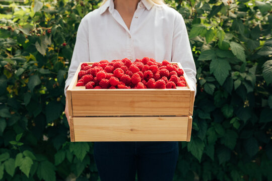 Unrecognizable female holding a wooden box with raspberries. Cropped shot of a woman with raspberries standing outdoors at a berry farm.