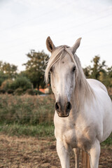 Obraz na płótnie Canvas Beautiful horse white grey p.r.e. Andalusian in paddock paradise portrait