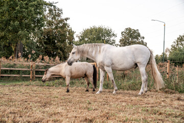 Beautiful horse white grey p.r.e. Andalusian in paddock paradise herd of three horses