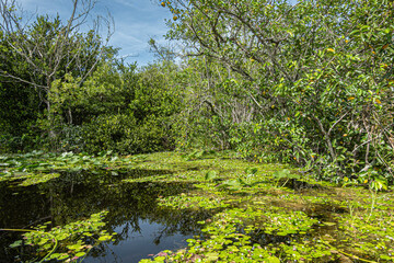 Everglades, Florida, USA - July 29, 2023: Swamp partly covered by green foliage and backed by short trees under blue cloudscape