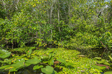 Fototapeta premium Everglades, Florida, USA - July 29, 2023: Closeup, Swamp partly covered by green foliage and backed by short trees
