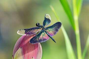 Colorful winged dragonfly perched on a lotus bud, Rhyothemis fuliginosa