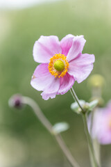 Selective focus of pink flowers blooming in the garden, Anemone hupehensis (commonly known as the Chinese or Japanese anemone) have yellow stamens and white petals, Nature floral background.