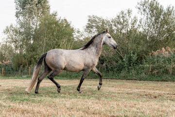 Obraz na płótnie Canvas Beautiful horse white grey p.r.e. Andalusian in paddock paradise one trotting run
