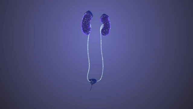 female Urinary tract medical animation