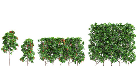 3d illustration of set Viburnum odoratissimum treeline isolated on transparent background