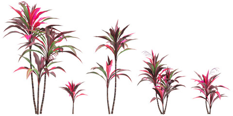 3d illustration of set Cordyline fruticosa tree isolated on transparent background - obrazy, fototapety, plakaty
