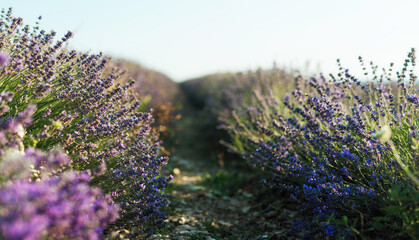 Lavender field close up. Beautiful floral background