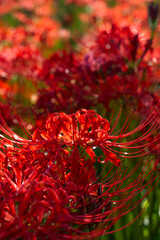 Red spider lily(曼珠沙華)