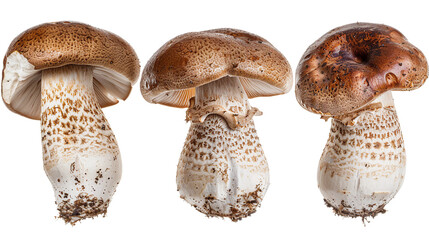 Nutritious Agaricus Blazei Mushroom, Perfect Ingredient for Culinary Creations on Transparent Background for Health-conscious Designs.