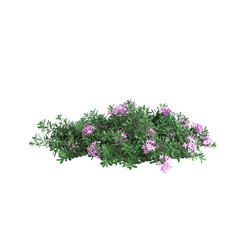 3d illustration of Daphne cneorum bush isolated on transparent background